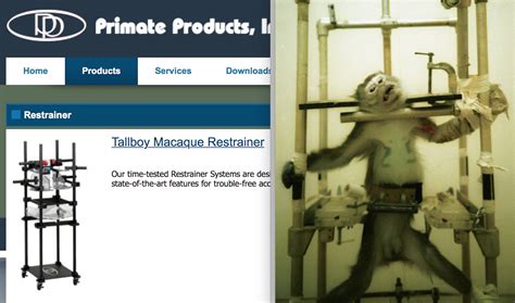 monkey torture guy|monkey torture scandal.